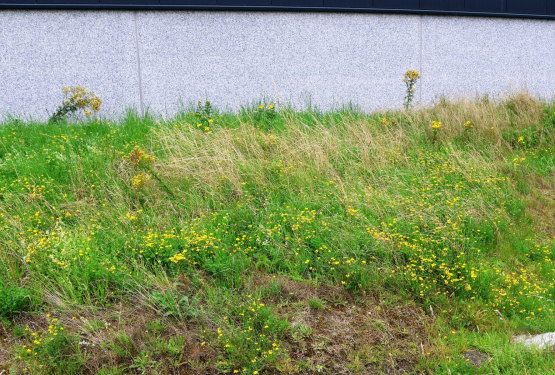 Salomons bedrijfshal - wadi