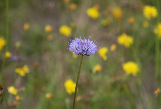 Blauwe knoop in bloei